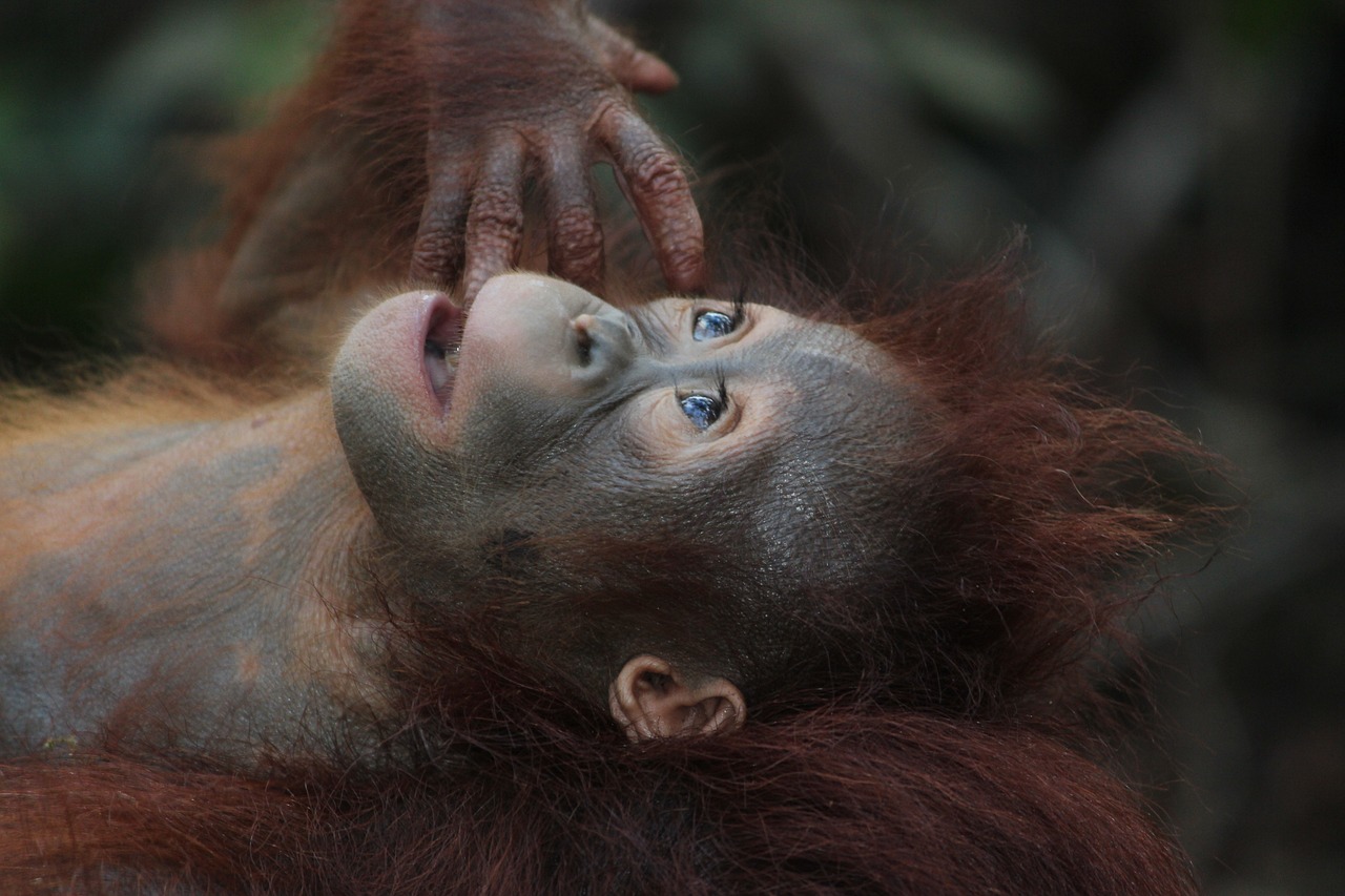 Mendedikasikan Hidup Bersama  Orang Utan, Konservasi Tanjung Puting Kalimantan