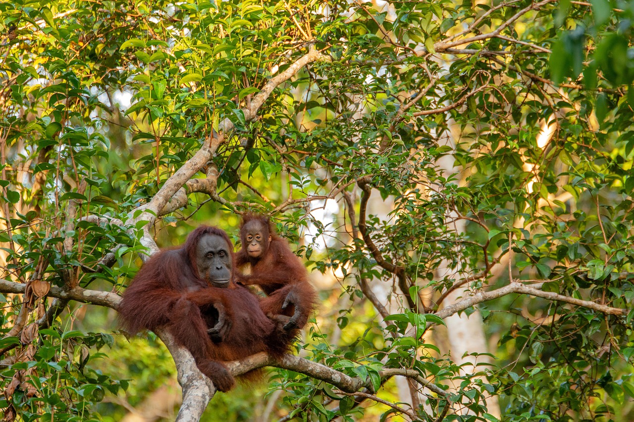 Ini 5 Kegiatan Seru yang Ada di Kalimantan