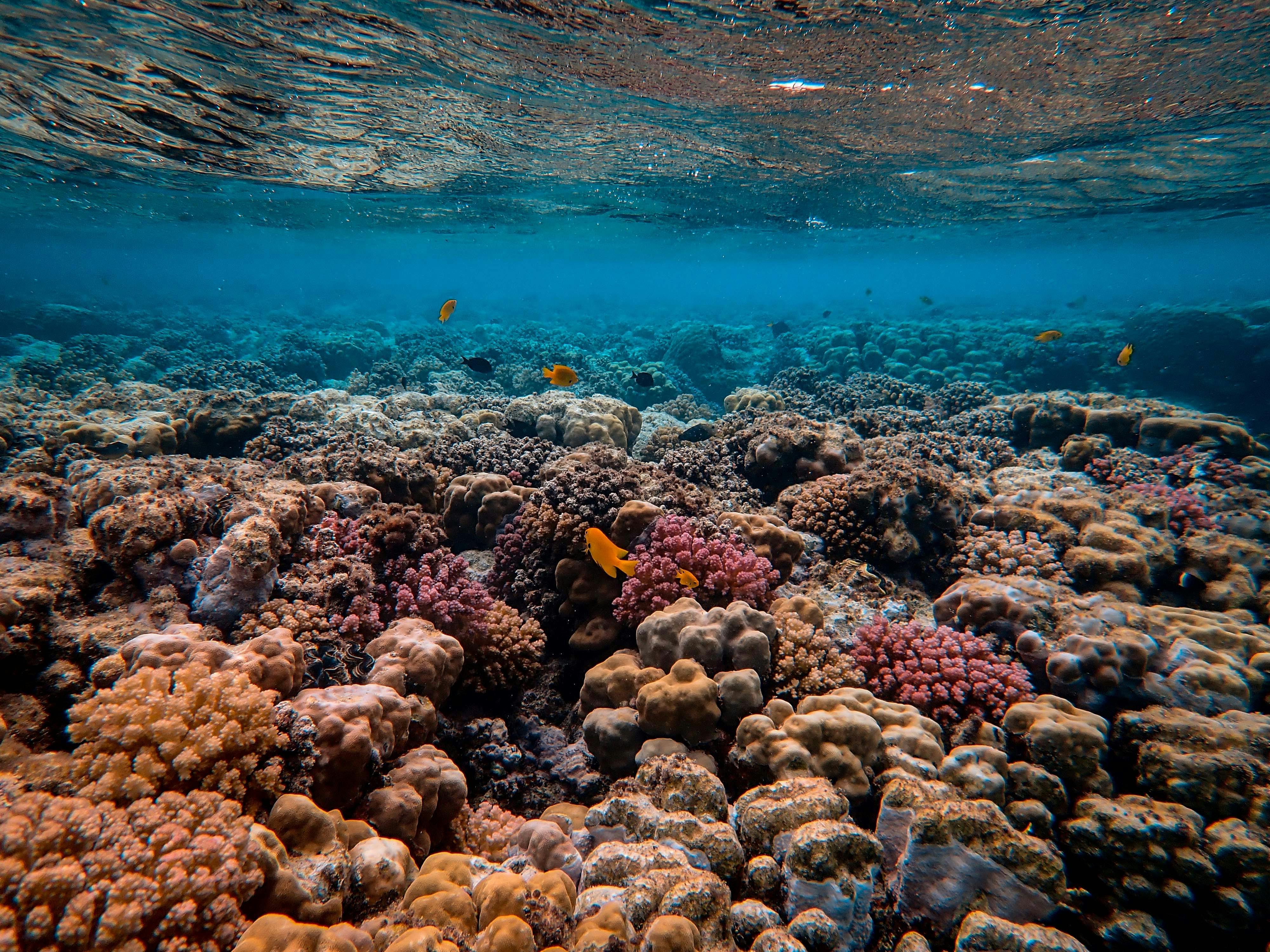 Yuk Eksplorasi Dunia Bawah Laut, Ini 5 Kawasan Terumbu Karang Terbaik di Indonesia