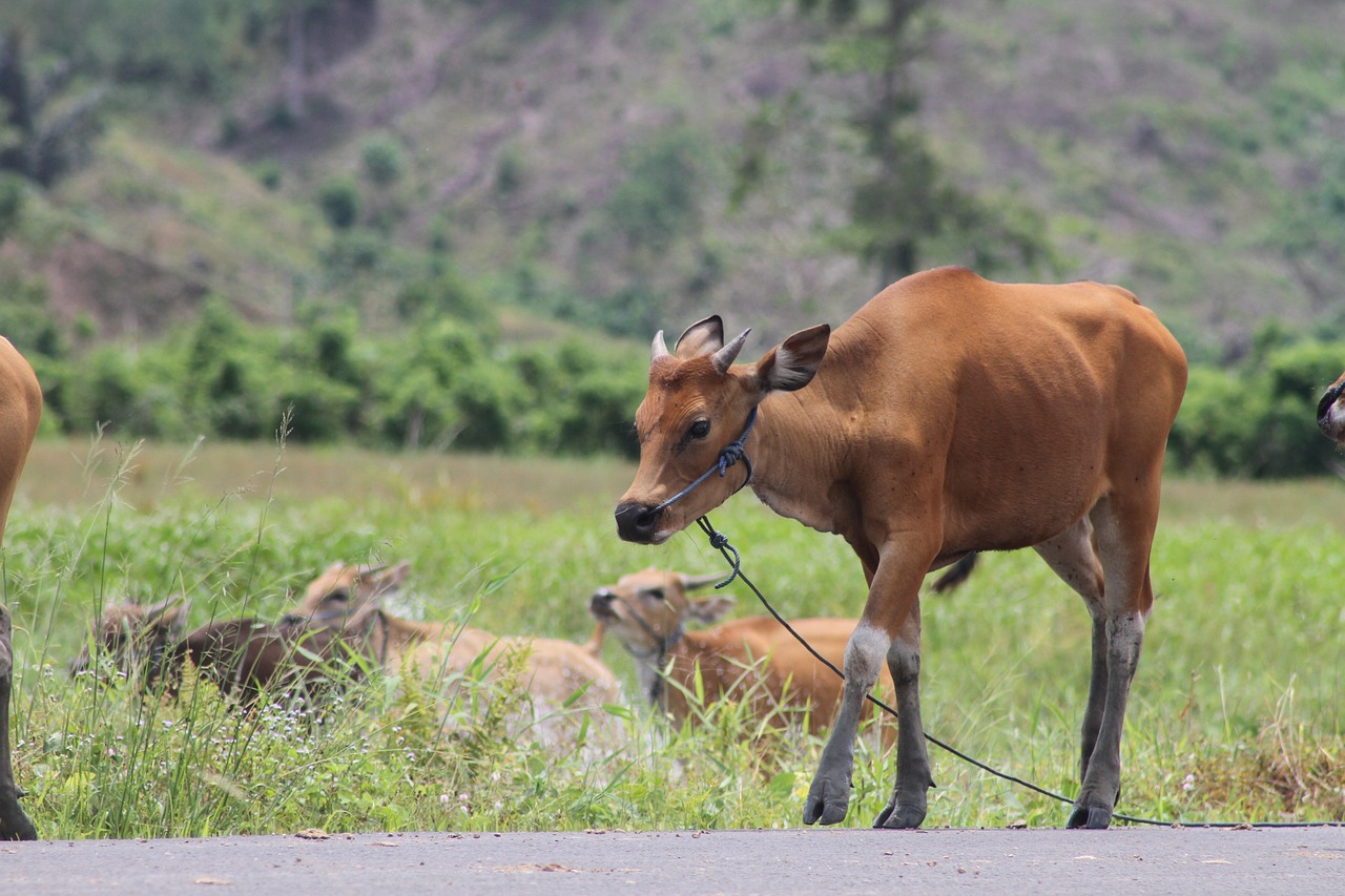 5 Tempat WIsata Populer di Gorontalo yang Wajib Dikunjungi